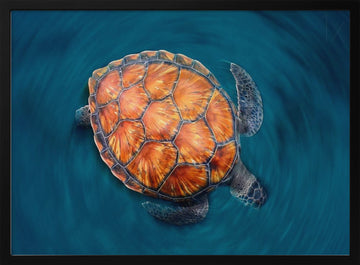 spin turtle | Poster - Black Metal Frame Interior