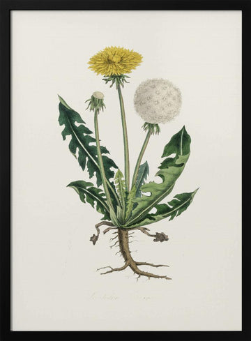 Leontodon Taraxacuma Medical Botany | Poster - Black Metal Frame Interior