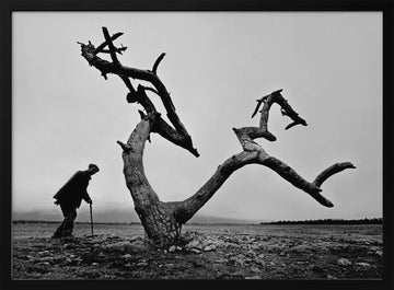 Old Man Lone Tree | Poster - Black Metal Frame Interior