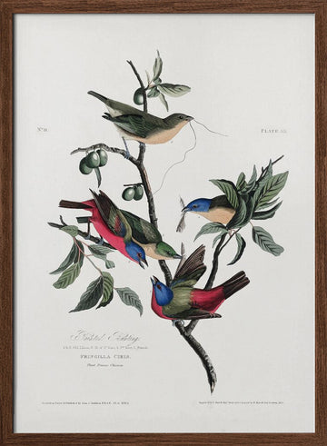 Painted Finch From Birds of America (1827) | Poster - Walnut Frame Interior
