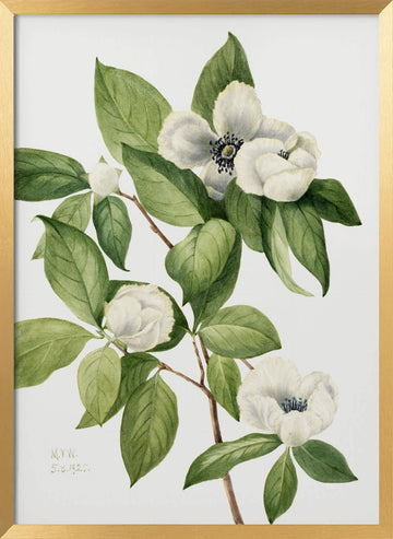 Virginia Stewartia (1925) | Poster - Gold Frame Interior