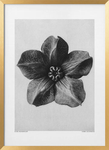 Cobaea Scandens | Poster - Gold Frame Interior