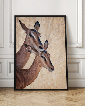 Gentle Impala Embrace | Poster - Room Interior 1