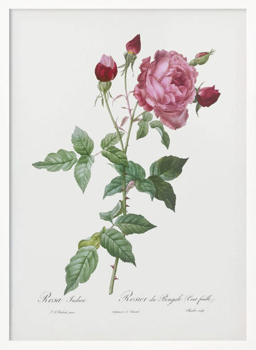 Provence Rose, Les Roses (1817–1824) | Poster - White Frame Interior