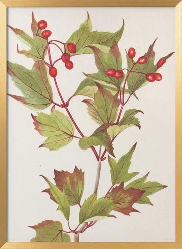 Guelder Rose From North American Wildflowers (1925) By Mary Vaux Walcott. | Poster - Gold Frame Interior