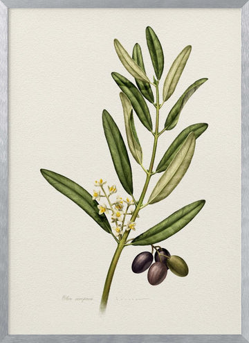 Olive Branch With Fruit | Poster - Silver Frame Interior
