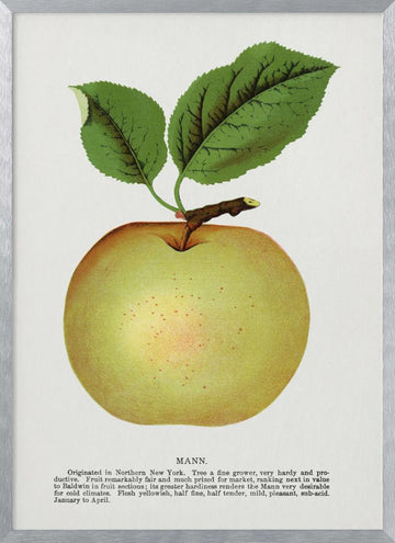 Mann Apple Lithograph | Poster - Silver Frame Interior