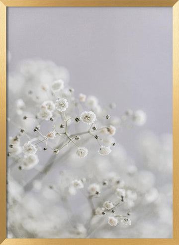 White Breath Flowers | Poster - Gold Frame Interior