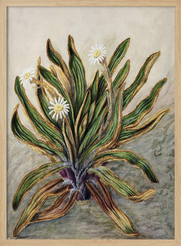 Mountain Daisy Drawn By Sarah Featon (1848–1927) | Poster - Wood Frame Interior
