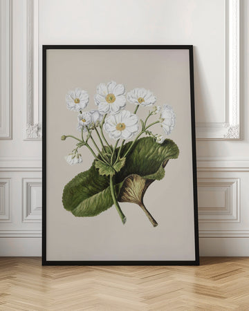 The Mountain Lily Drawn By Sarah Featon (1848–1927) | Poster - Room Interior 1