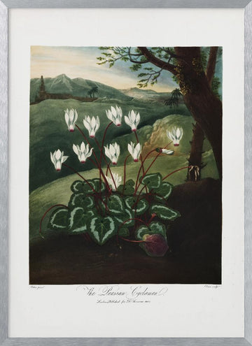 The Persian Cyclamen from The Temple of Flora (1807) | Poster - Silver Frame Interior