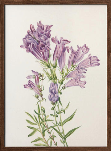 Purple Penstemon From North American Wildflowers (1925) By Mary Vaux Walcott | Poster - Walnut Frame Interior