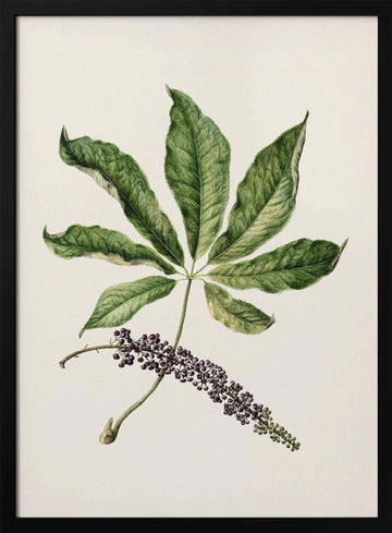 Antique Plant Drawn By Sarah Featon (1848–1927) | Poster - Black Metal Frame Interior