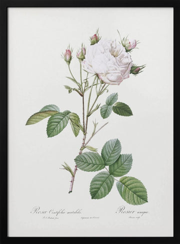 Cabbage Rose White Provence, Les Roses (1817–1824) | Poster - Black Metal Frame Interior