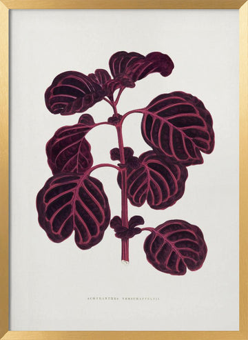 Pink Achyranthes Verschaffeltii Leaf Illustratio | Poster - Gold Frame Interior