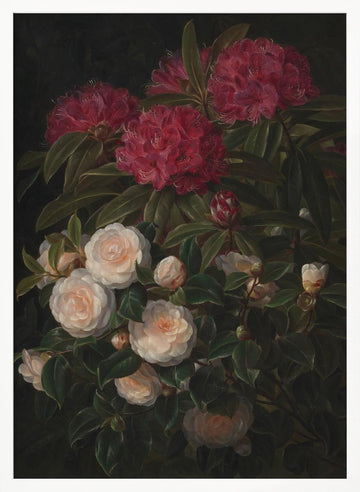 Camellias and Rhododendrons By Johan Laurentz Jensen | Poster - White Frame Interior