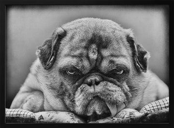 Grumpy Pug Portrait | Poster - Black Metal Frame Interior