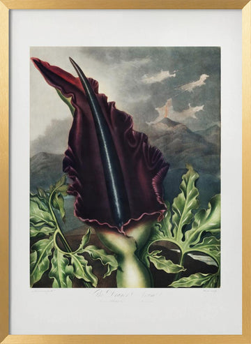 The Dragon Arum from The Temple of Flora (1807) | Poster - Gold Frame Interior