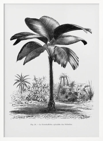 Vintage Palm Tree Drawing Iii | Poster - White Frame Interior