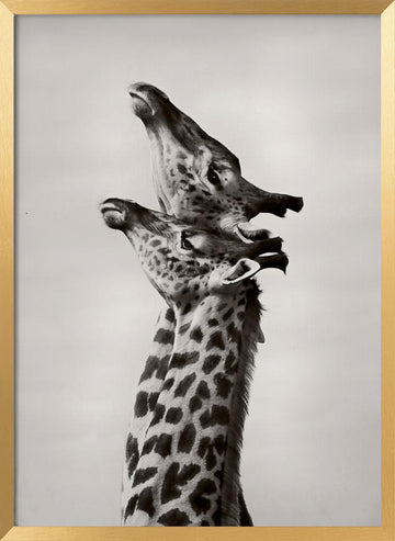 Two Giraffes Gaze | Poster - Gold Frame Interior