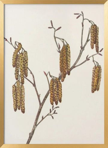 Hazel Alder (alnus Regosa) From North American Wildflowers (1925) By Mary Vaux Walcott. | Poster - Gold Frame Interior