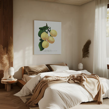 Coe's Golden Drop Plum Lithograph | Canvas - Room Interior 2