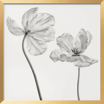 Graceful Monochrome Tulips | Poster - Gold Frame Interior