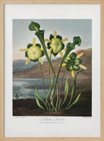 Pitcher Plant from The Temple of Flora (1807) | Poster - Wood Frame Interior