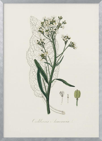Horseradish (cochlearia Armoracia)  Medical Botany | Poster - Silver Frame Interior