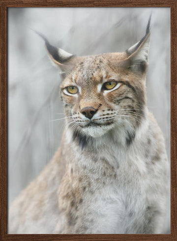 Intense Lynx Portrait | Poster - Walnut Frame Interior
