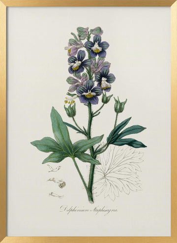 Delphinum Staphisagria Medical Botany | Poster - Gold Frame Interior