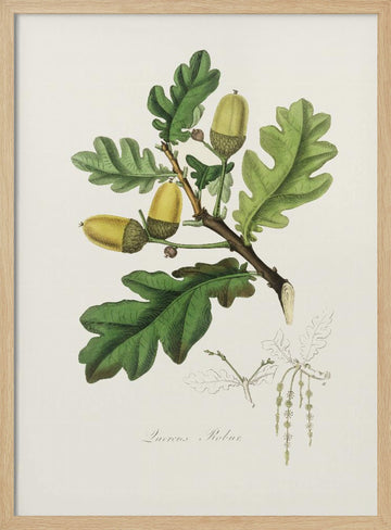 English Oak (quercus) Medical Botany | Poster - Wood Frame Interior