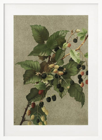 Blackberries | Poster - White Frame Interior