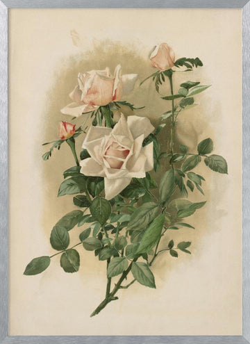 Duchesse De Vallombrosa Roses | Poster - Silver Frame Interior