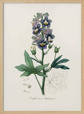 Delphinum Staphisagria Medical Botany | Poster - Wood Frame Interior
