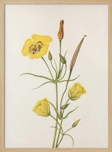 Goldenbowl Mariposa From North American Wildflowers (1925) By Mary Vaux Walcott | Poster - Wood Frame Interior