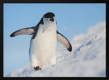 Playful Penguin Slide | Poster - Black Metal Frame Interior