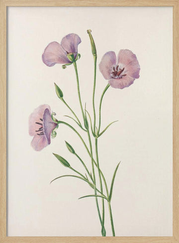 Lilac Mariposa From North American Wildflowers (1925) By Mary Vaux Walcott | Poster - Wood Frame Interior
