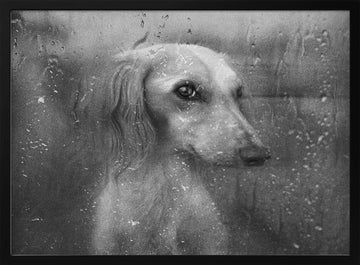 Dog By Rainy Window | Poster - Black Metal Frame Interior