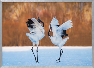 Dancing Red-crowned Cranes | Poster - Silver Frame Interior