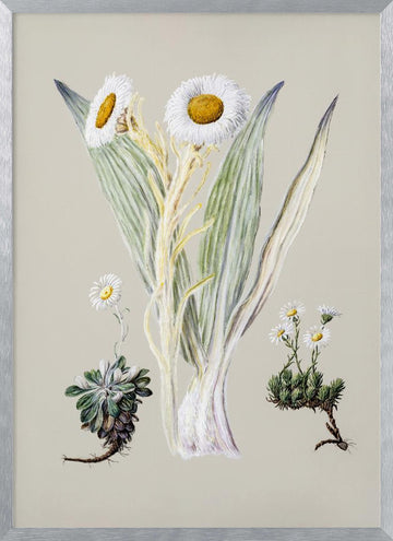 White Mountain Musk Drawn By Sarah Featon (1848–1927) | Poster - Silver Frame Interior