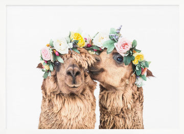 Boho Alpacas | Poster - White Frame Interior