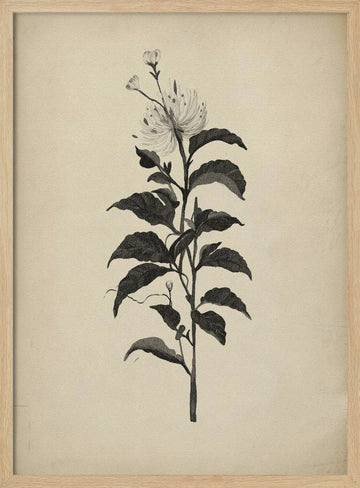 Vintage Botanical Illustration | Poster - Wood Frame Interior