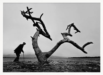 Old Man Lone Tree | Poster - White Frame Interior
