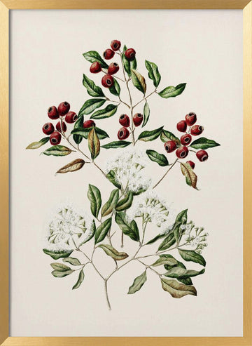 Maire Tawake Drawn By Sarah Featon(1848   1927) | Poster - Gold Frame Interior