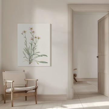 Pink Fleabane From North American Wildflowers (1925) By Mary Vaux Walcott | Canvas - Room Interior 1