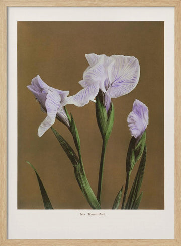 Iris Kæmpferi no2 | Poster - Wood Frame Interior