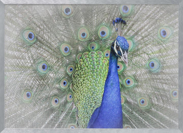 Majestic Peacock Display | Poster - Silver Frame Interior