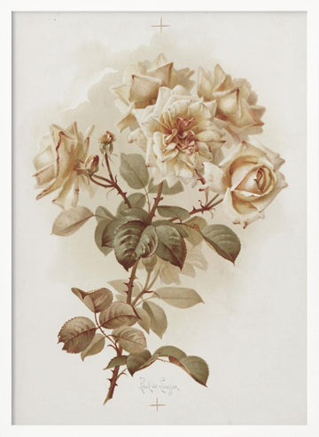 Yellow Roses; Reve D'or Roses | Poster - White Frame Interior