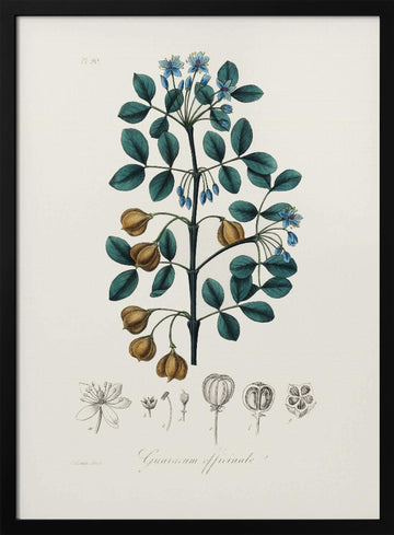 Guaiacwood (guaiacum Officinale) Medical Botany | Poster - Black Metal Frame Interior